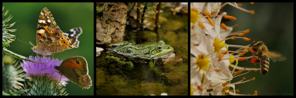 Tiere (2)